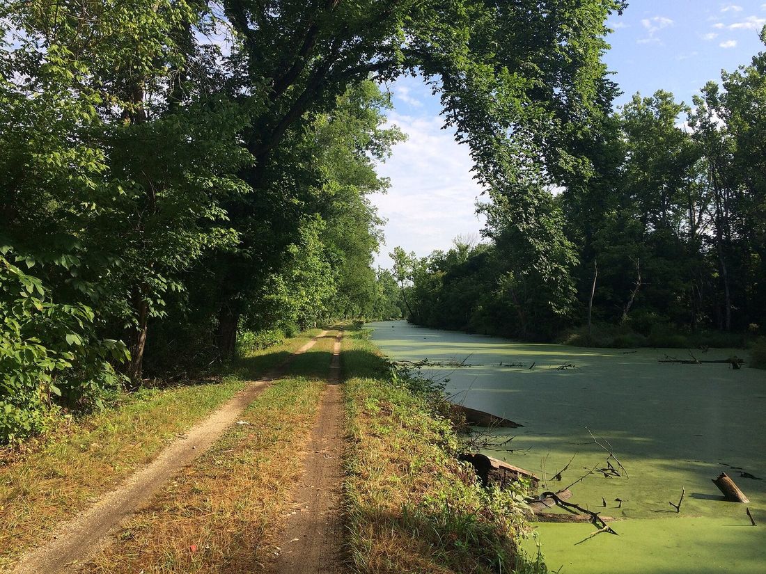 Trees arching over the C&O Canal towpath in Maryland